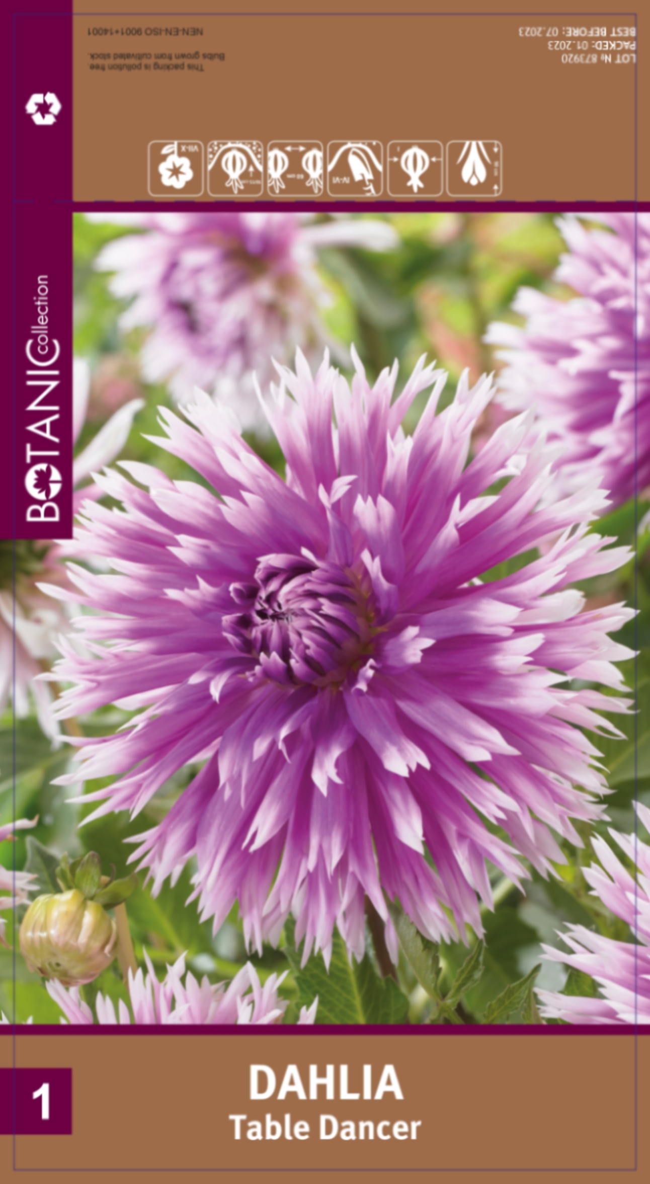 Георгина бахромчатая Тейбл Денсер